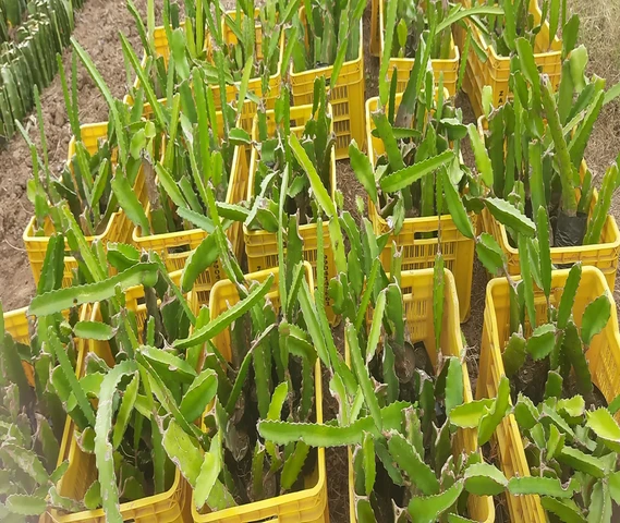 YELLOW AND RED DRAGONFRUIT PLANTS