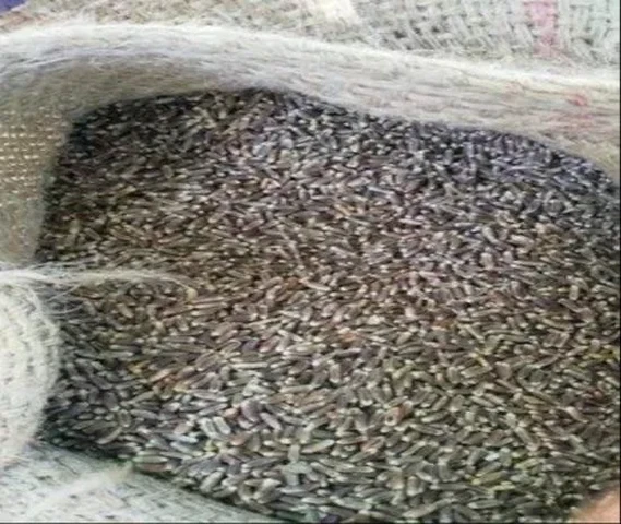 Black wheat (Kala Gehun)