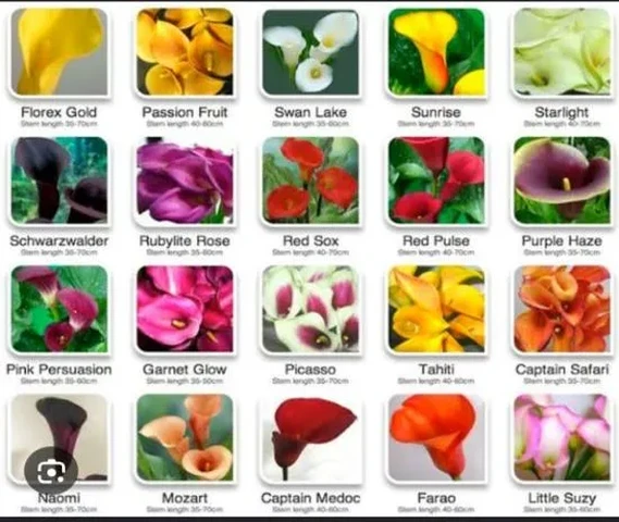Calla lilies bulbs available