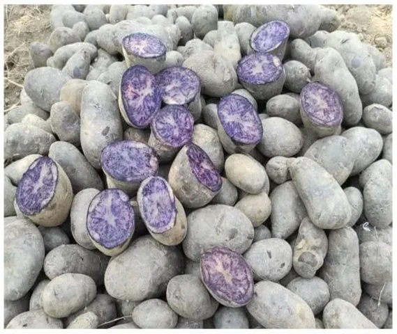 Black Potato (kala aalo)