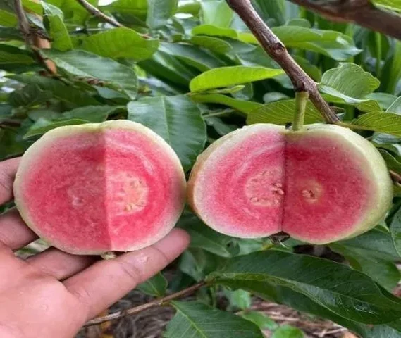 Red Diamond Guava