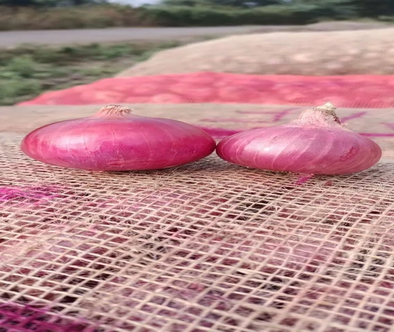 लाल प्याज का बीज (कण)