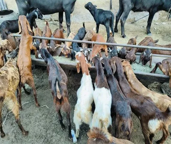 Sheep Goat 20 se 30 kg weight For sell