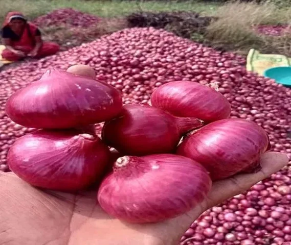 ओनियन सीड होलसेलर