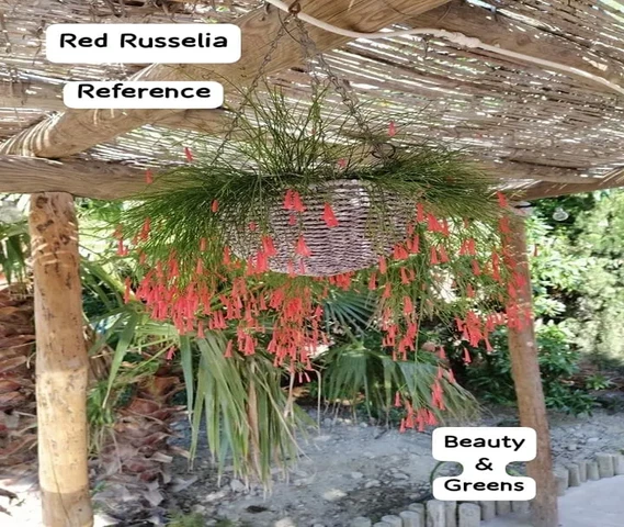 Russelia Plants For Sale