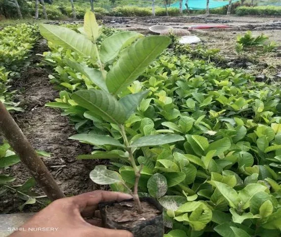 Taiwan Pink Guava Grafted Plants