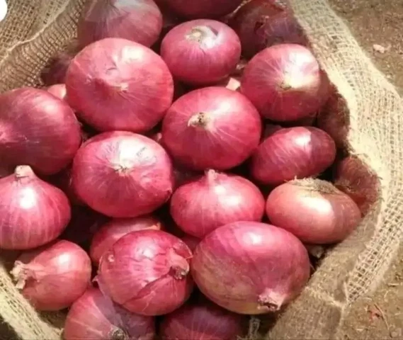 प्याज का बीज उपलब्ध