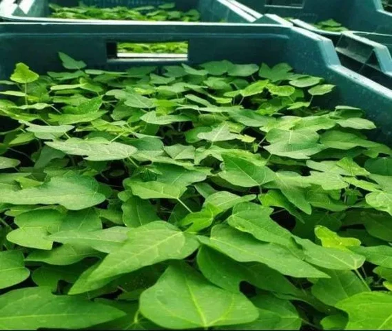 Papaya plants are available