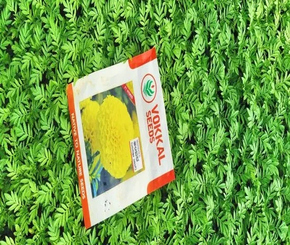 Marigold best quality available