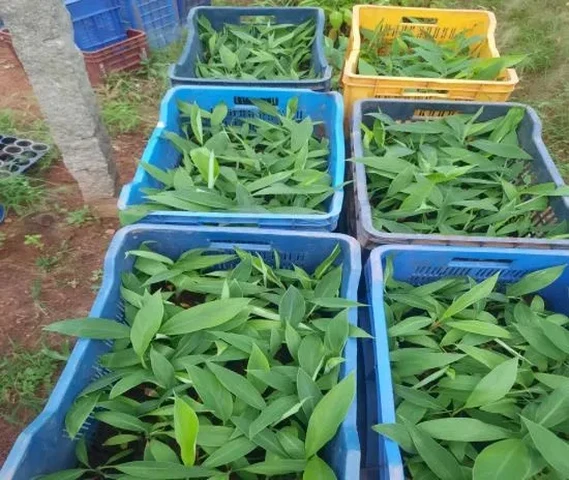 All quality banana saplings