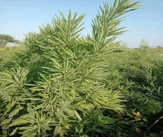 गुच्छे बाली सरसो का बीज