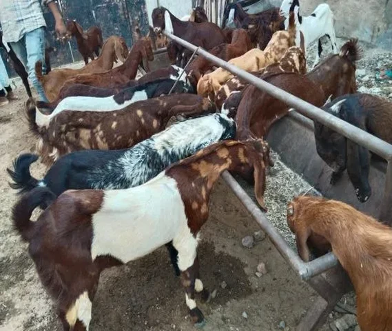 Sheep Goat 20 se 30 kg weight For sell