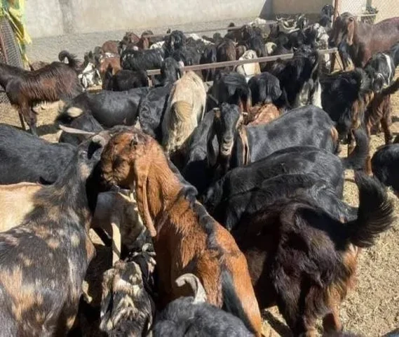 Goats For Sale