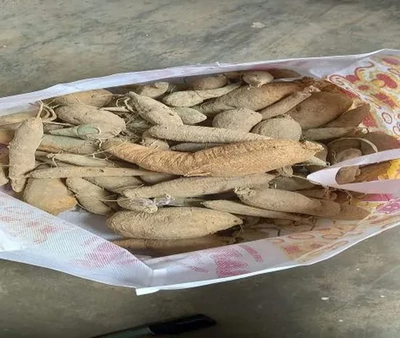 Kantola seeds and roots