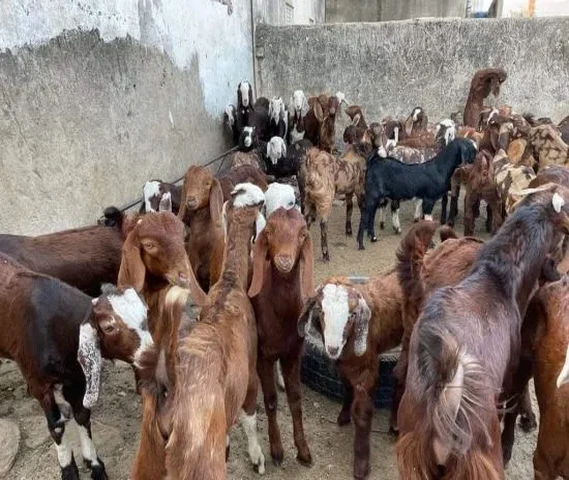 All Breeds Goat Available