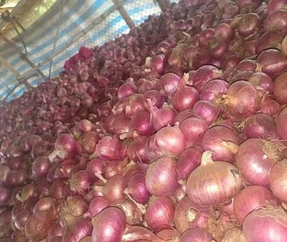 फूरसुंगी प्याज का बीज (कण)