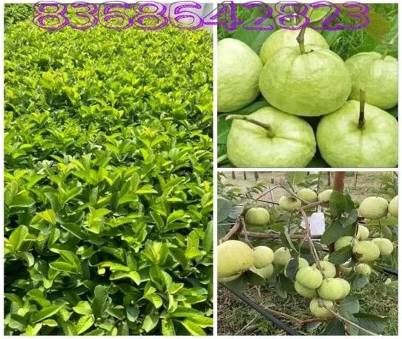 Taiwan pink guava plant AVAILABLE