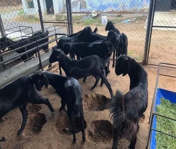 All breed goats available