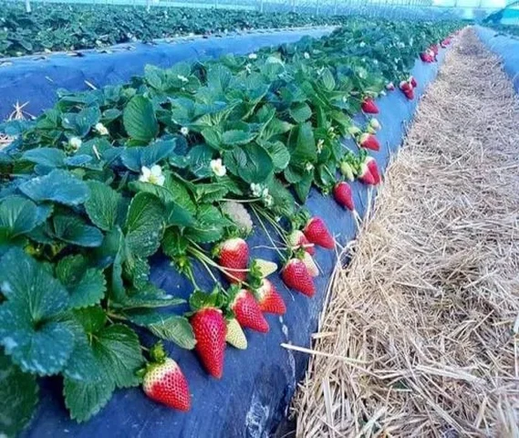 Strawberry Plants Available
