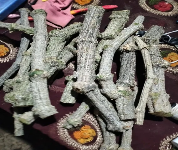 परवल और कुन्दरू की लताये उपलब्ध है