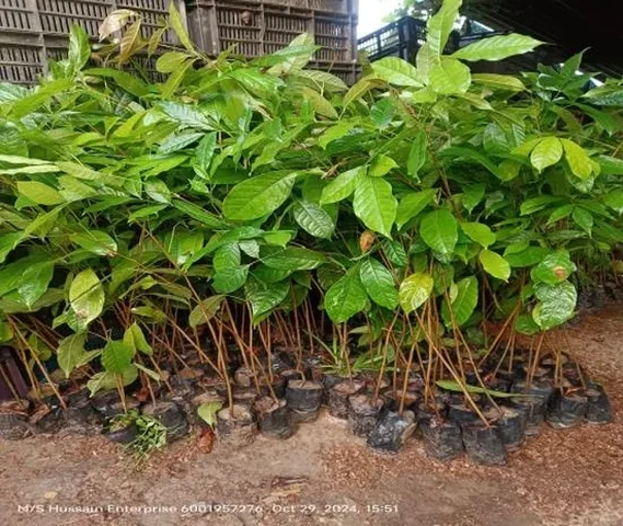 Mahogany plant 2 feet 4 feet available