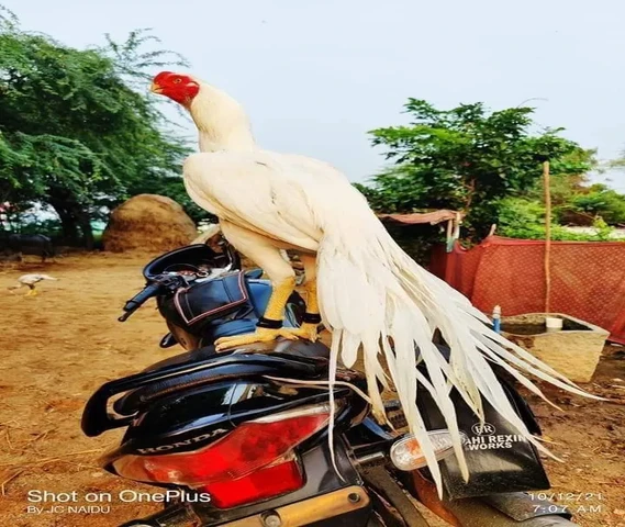 सभी नस्ल का मुर्गा मुर्गी उपलब्ध है