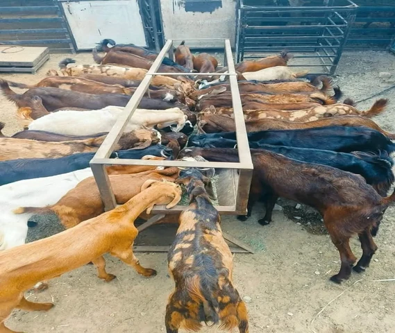 Cutting Goat 20 se 30 kg weight For sell