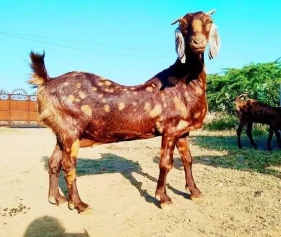 Goats For Sale