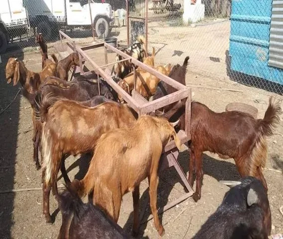 Goats For Sale