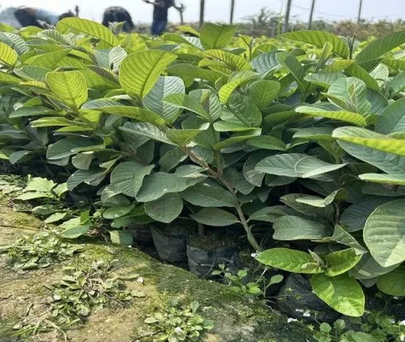 Taiwan Pink Guava Plant Available