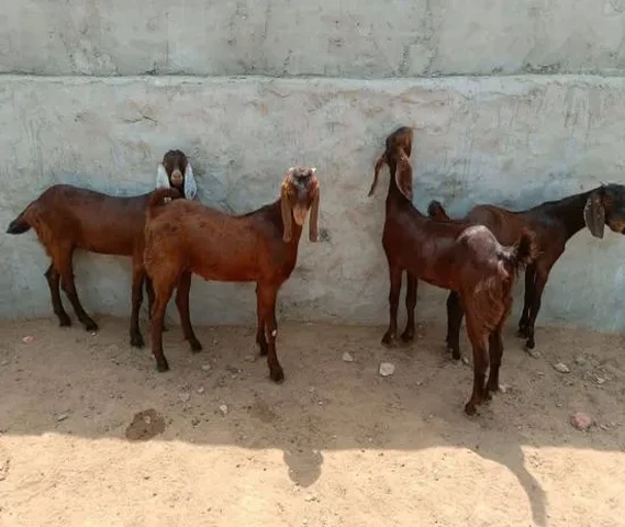 Cutting Goat Available
