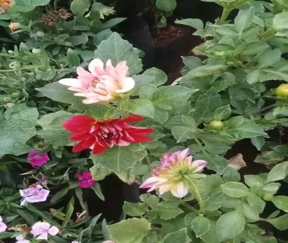 Dhalia plants with flowers