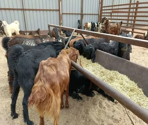 Cutting Goat 20 se 30 kg weight For sell