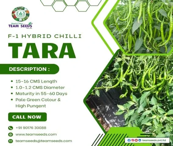 F-1 Hybrid Chilli TARA