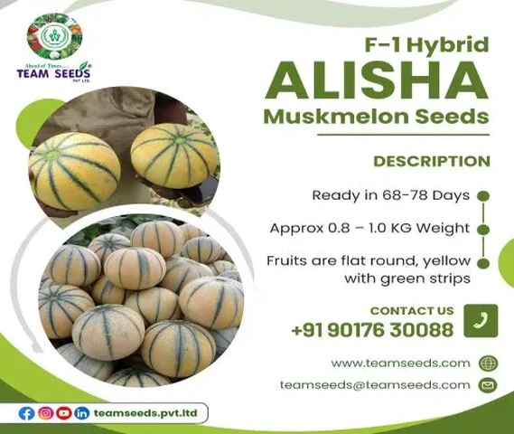 F-1 Hybrid ALISHA Muskmelon Seeds
