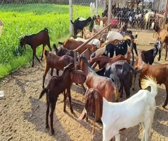 Cutting Goat 20 se 30 kg weight For sell