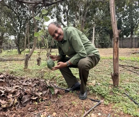 Desi Seed (देसी बीज)