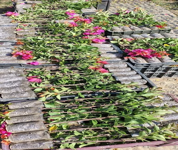 Rose Plants