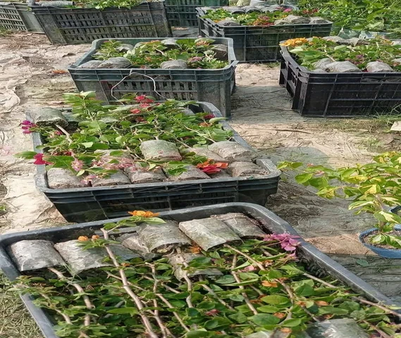 Rose Plants