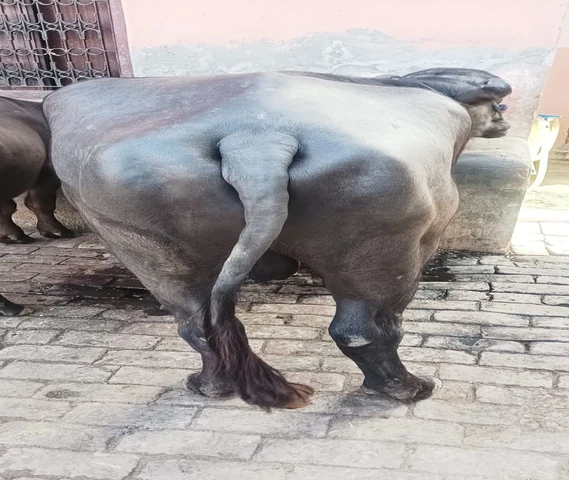 भैंसा