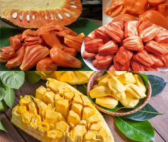 Red JackFruit Grafting Plant