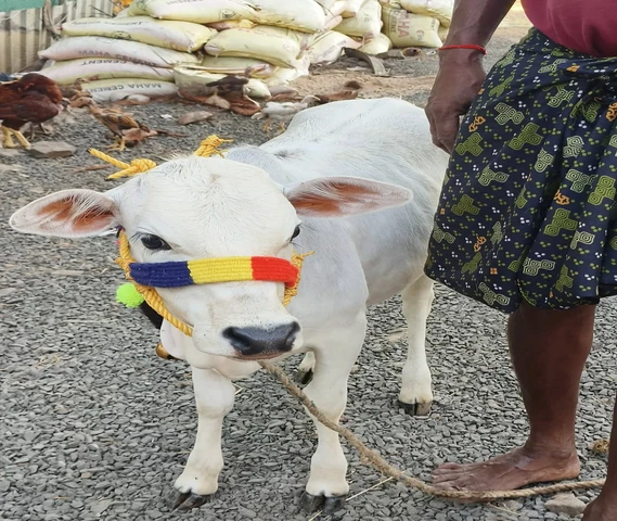 Calf (बछड़ी)