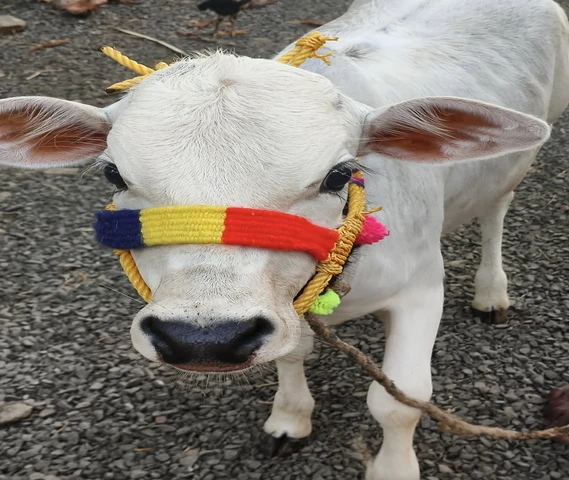 Calf (बछड़ी)