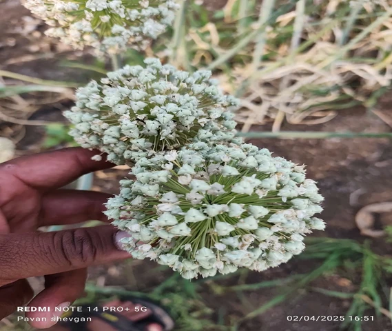 Onion Seeds(प्याज बीज)