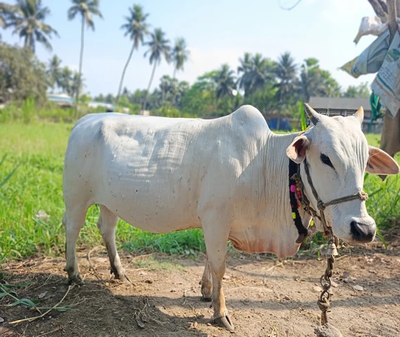 Cow(गाँय)
