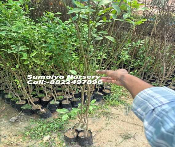 Nursery Plant