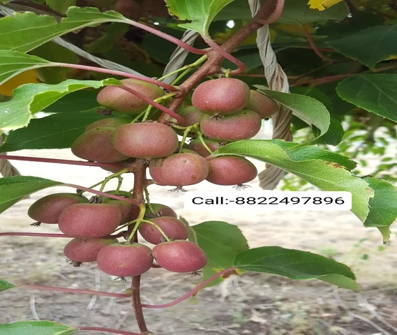 Nursery Plant