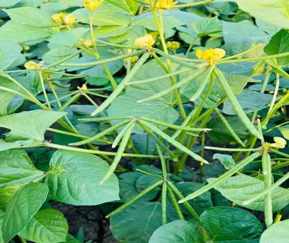 Moong Seed