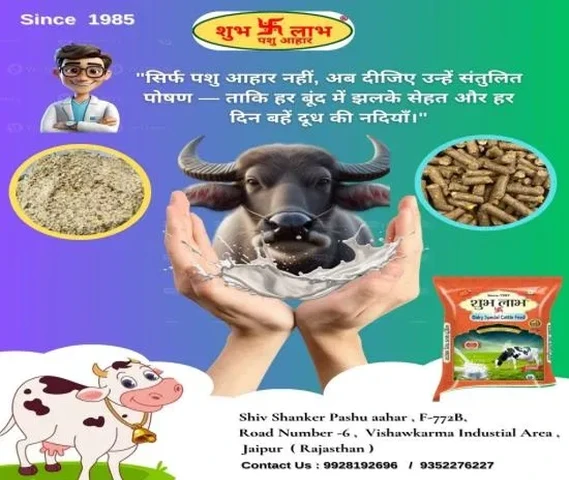 Cattle Feed
