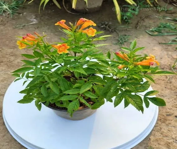 Tecoma Plant (Trumpetbushes )